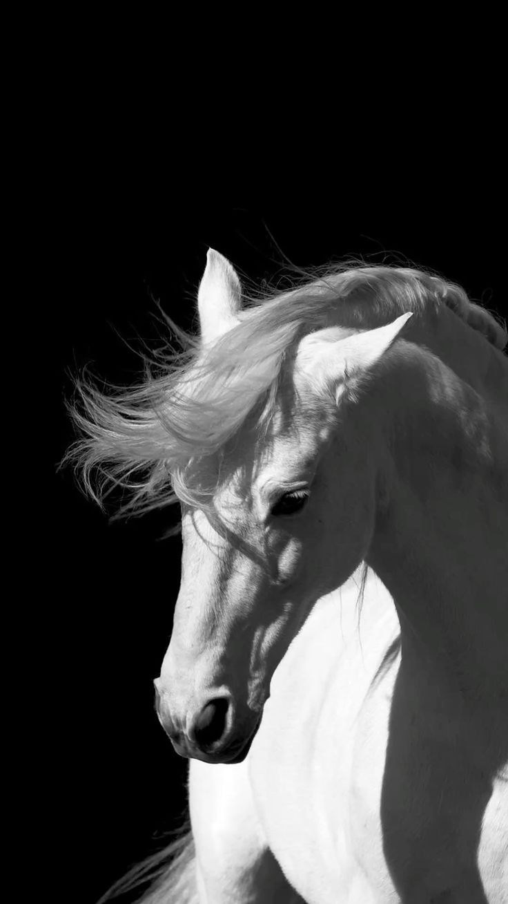 Принц Пенсии