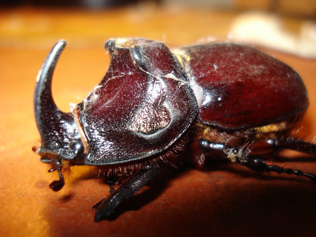 Жертвоприношение