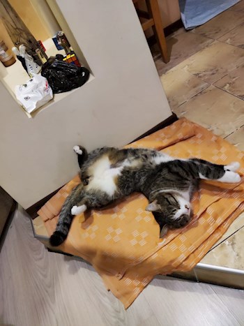 Дятел и котэ