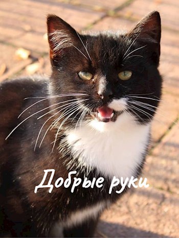 Добрые руки