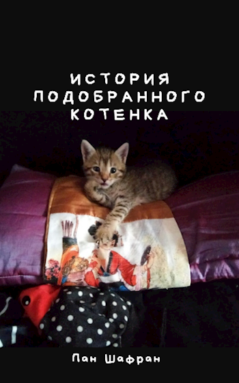 История подобранного котенка