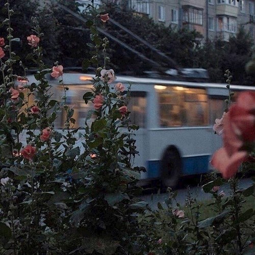 Маўклівы назіральнік