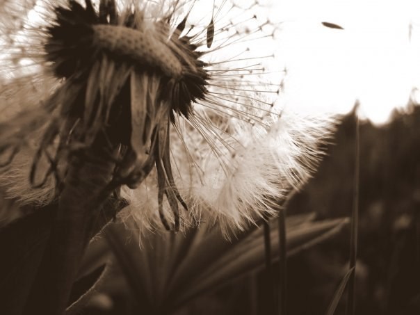 Природа вдохновения