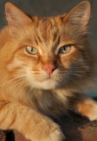 Говорящий кот. Глава первая."Рыжий"