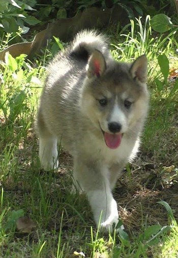 Таёжное озеро. (соавторство, неопубликованное ранее)