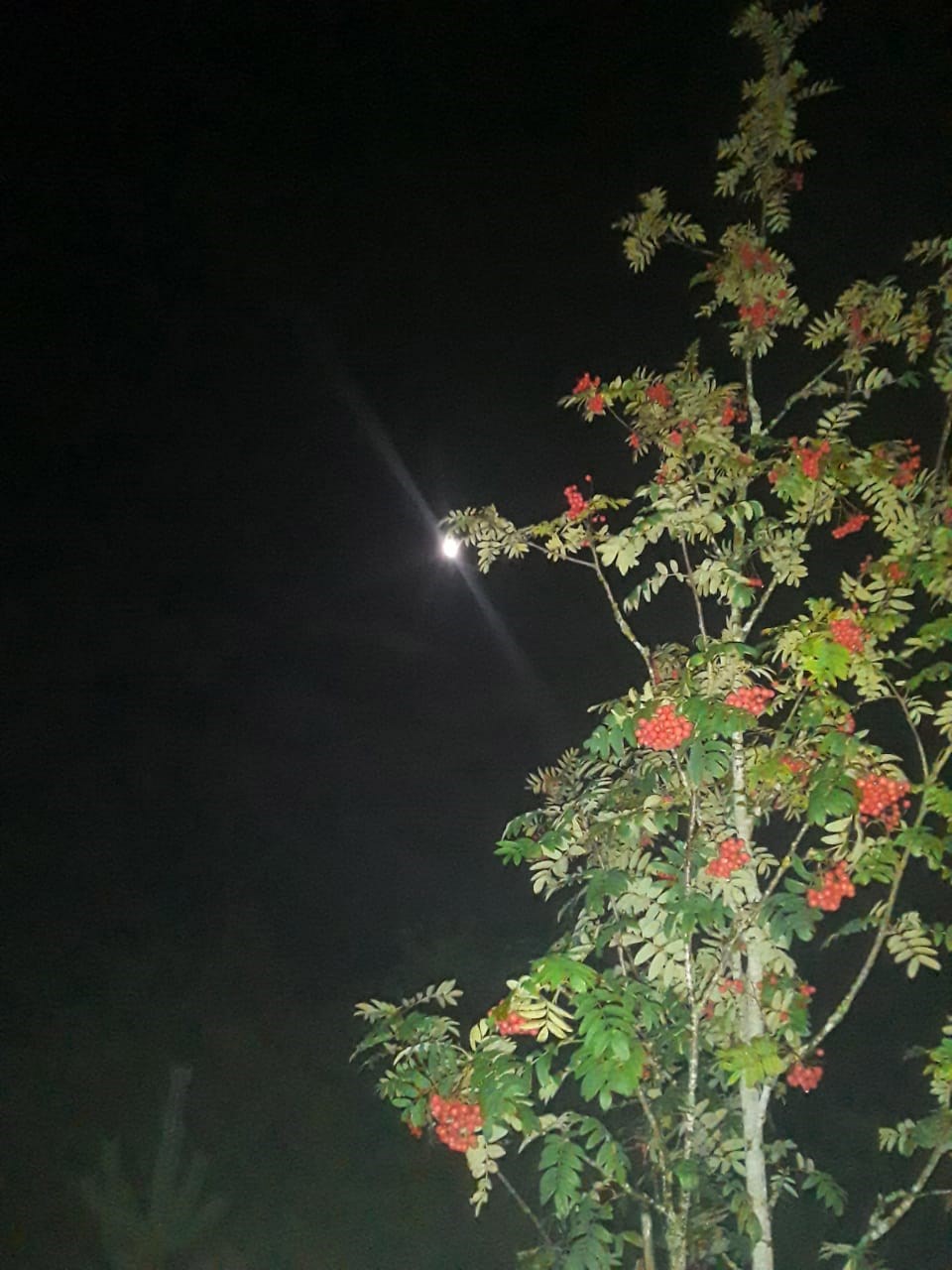 Мир объят молоком