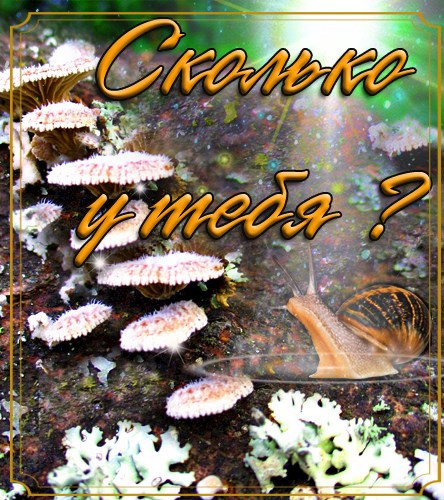 Сколько у тебя?..