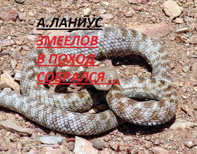 Змеелов в поход собрался...