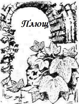 Плющ