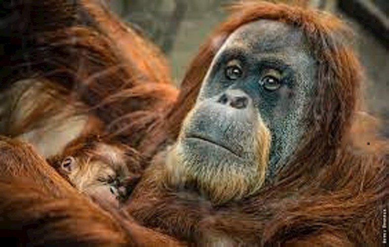 Инопланетяне и их питомцы (Эпсилон Эридана-6)