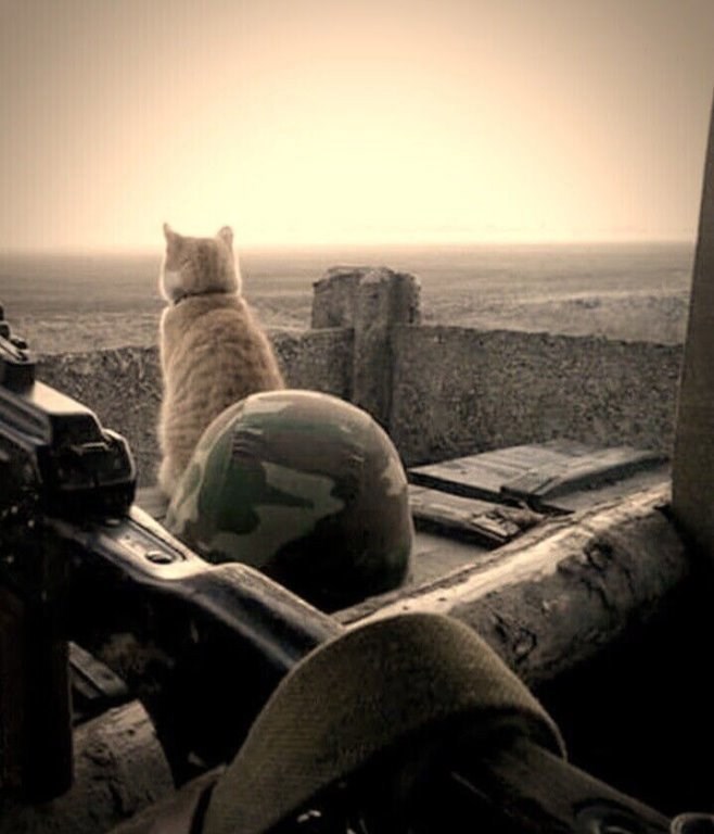 Не спят дозоры