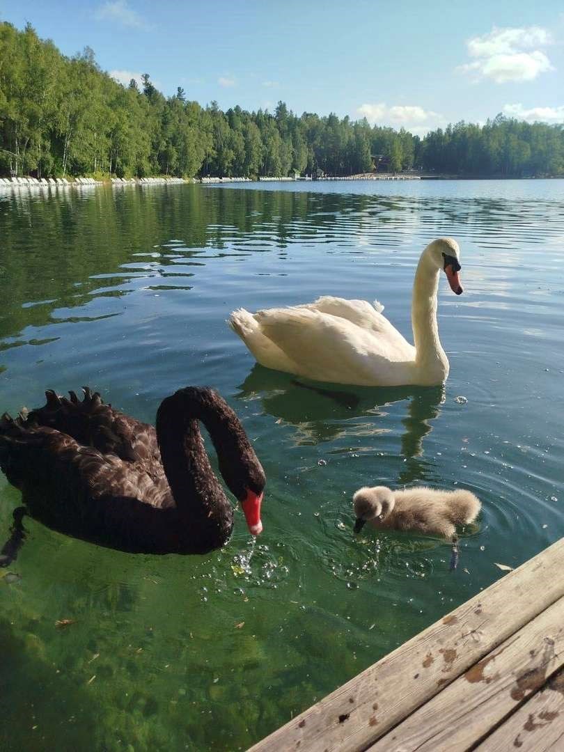 Гуси и Лебеди