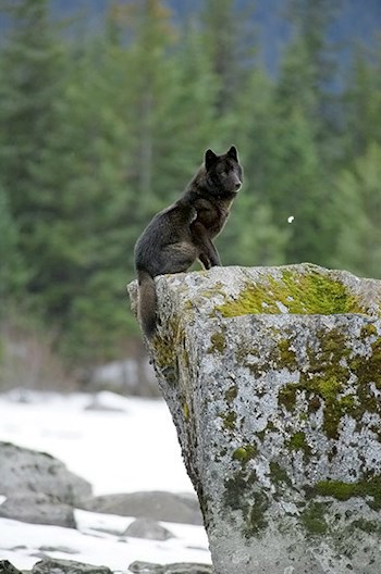 ...Я - душа Станислаф! / книга четвёртая
