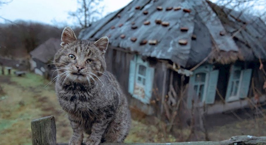 Я кот.
